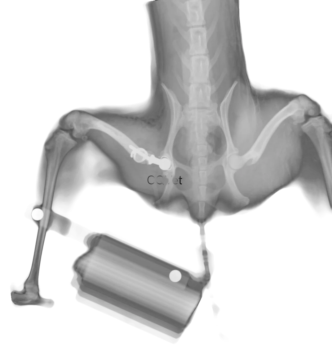 Radiografía del reemplazo total de cadera cementado en Caniche, imagen 2 de 5