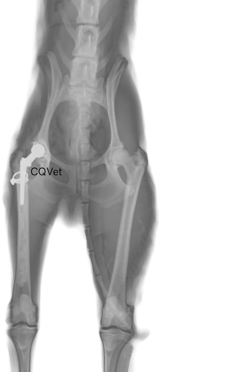 Radiografía del reemplazo total de cadera cementado en Caniche, imagen 3 de 5