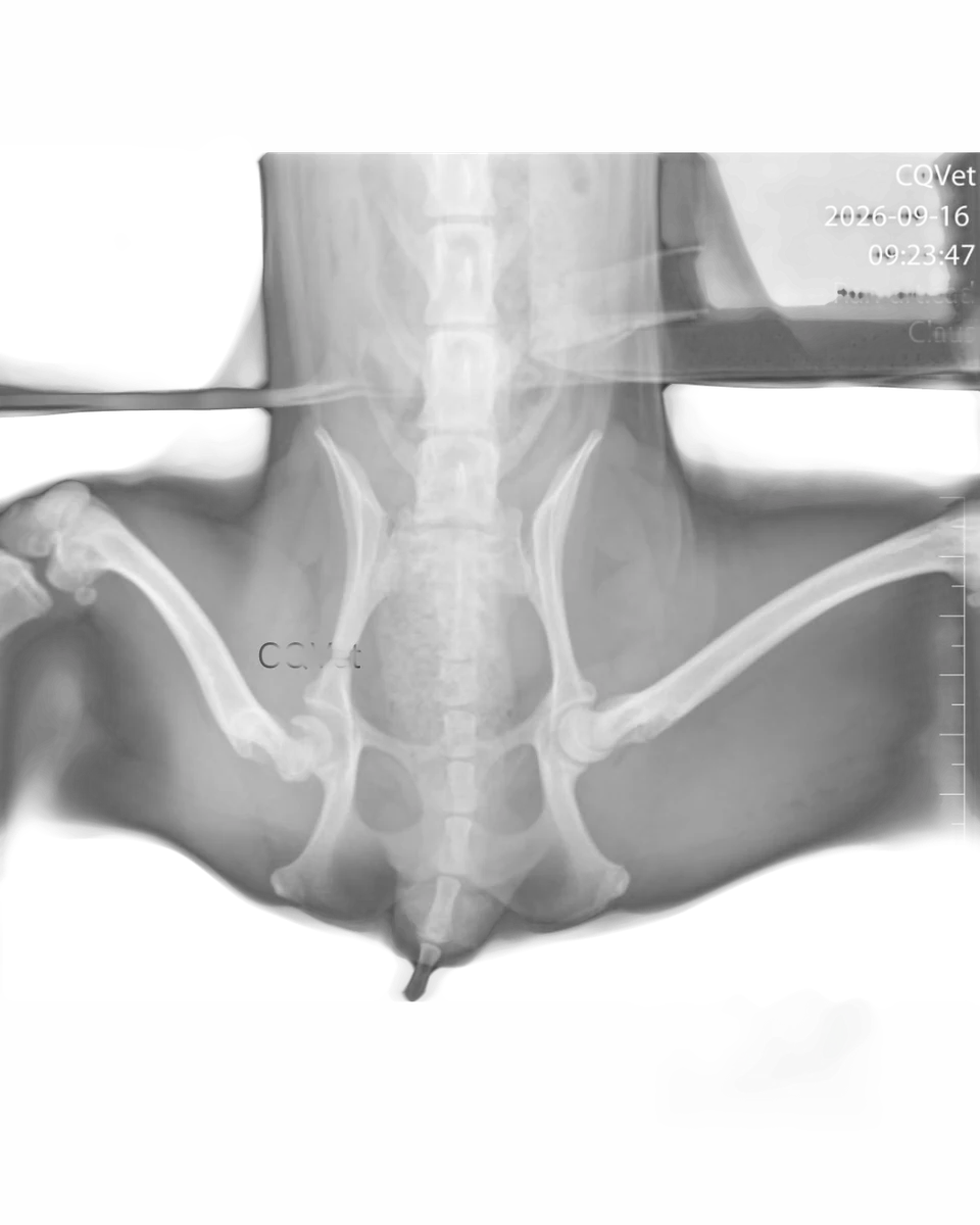 Radiografía del reemplazo total de cadera cementado en Caniche, imagen 4 de 5