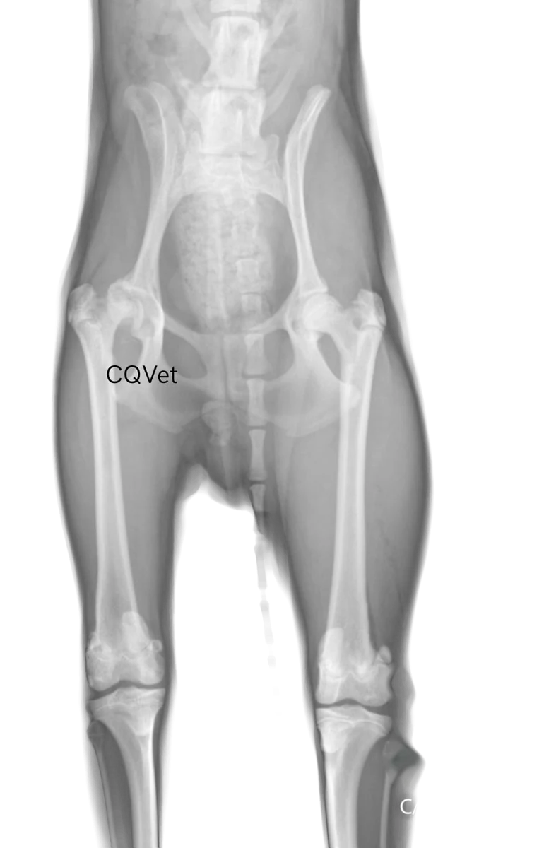 Radiografía del reemplazo total de cadera cementado en Caniche, imagen 5 de 5