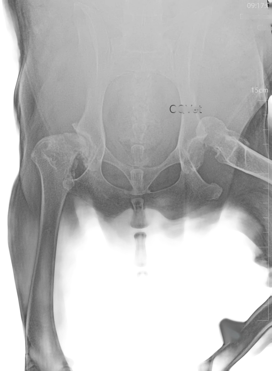 Radiografía del reemplazo total de cadera en Golden Retriever, imagen 1 de 6