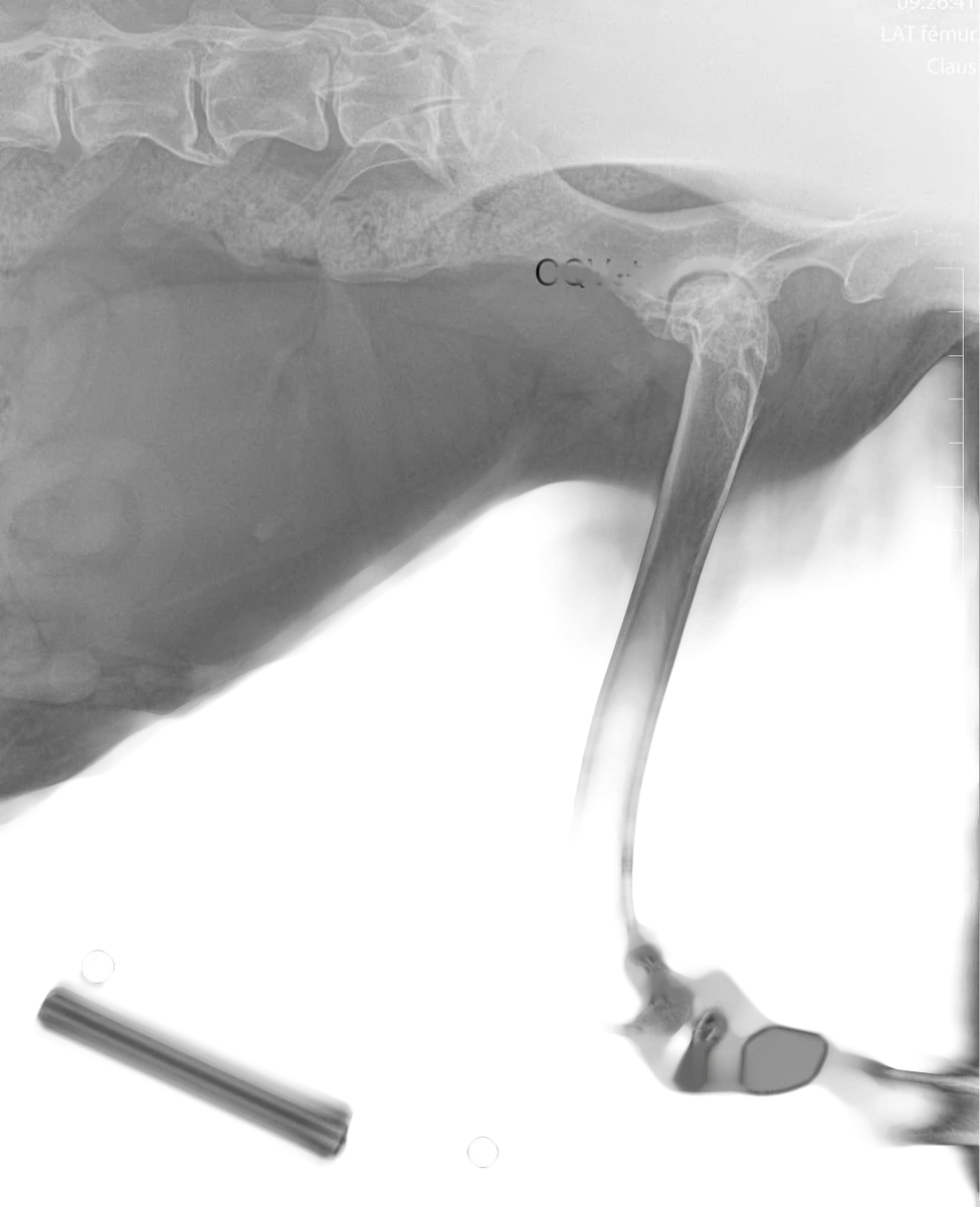 Radiografía del reemplazo total de cadera en Golden Retriever, imagen 2 de 6