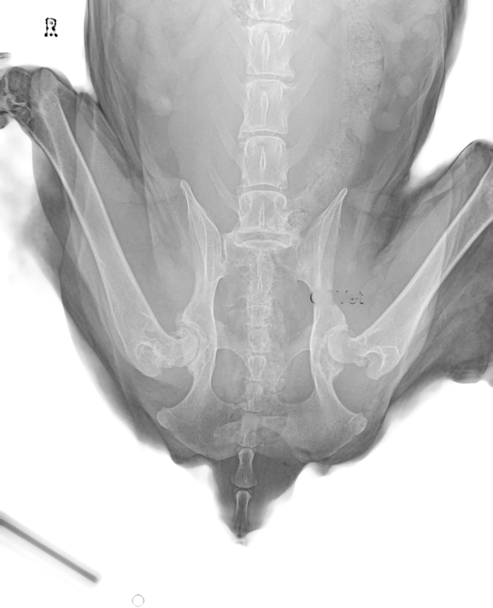 Radiografía del reemplazo total de cadera en Golden Retriever, imagen 3 de 6