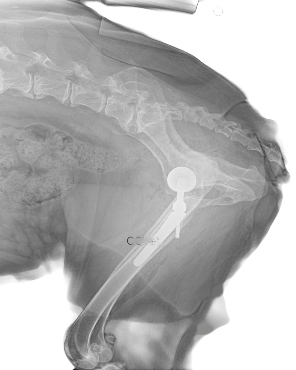 Radiografía del reemplazo total de cadera en Golden Retriever, imagen 4 de 6