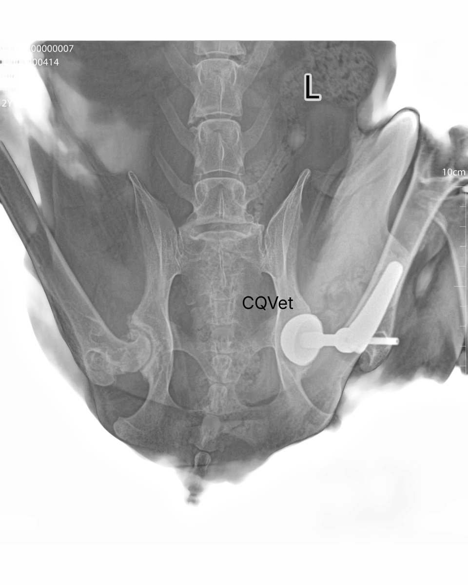 Radiografía del reemplazo total de cadera en Golden Retriever, imagen 5 de 6