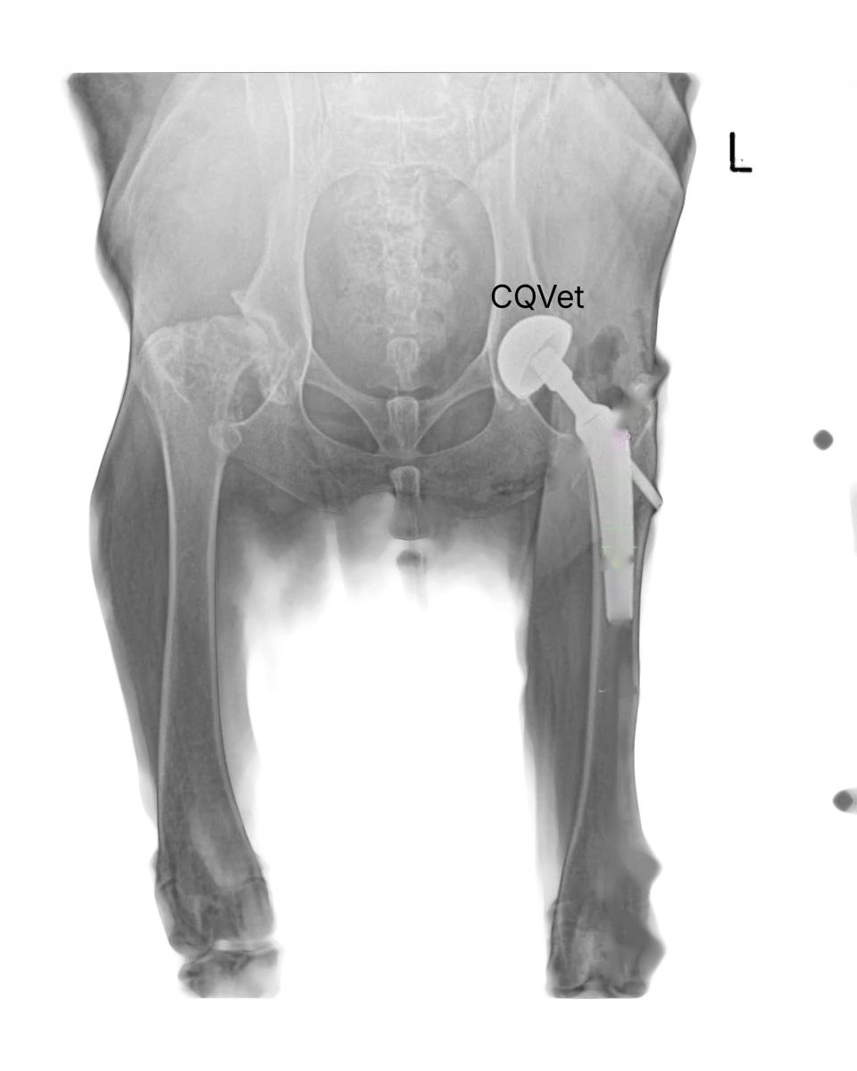 Radiografía del reemplazo total de cadera en Golden Retriever, imagen 6 de 6